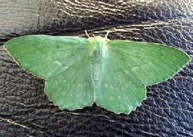 Large Emerald moth