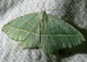 Light Emerald moth