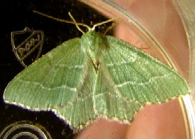 Common Emerald moth