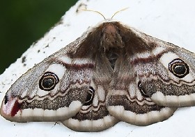 Emperor moth female