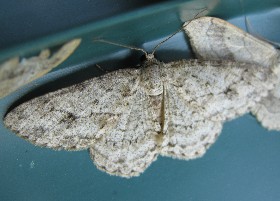 Engrailed moth