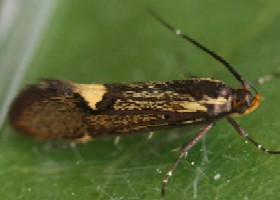 Esperia sulphurella