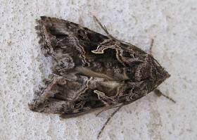 Essex Y Moth