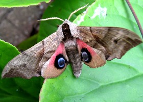 Eyed Hawk-moth