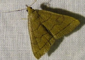 The Fan-foot moth
