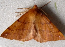 Feathered Thorn moth