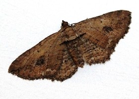 The Fern moth