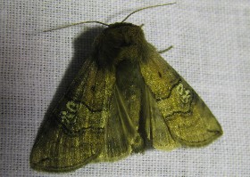 Figure of Eighty moth