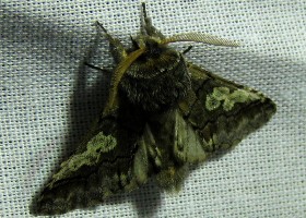 Figure of Eight moth