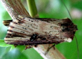 The Flame moth