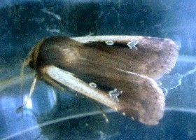 Flame Shoulder moth