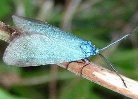 The Forester moth