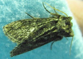 Frosted Green moth