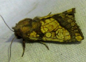 Frosted Orange moth