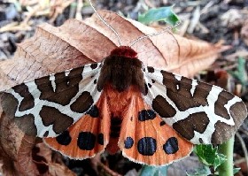 Garden Tiger moth