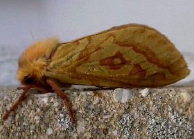 Ghost Moth female