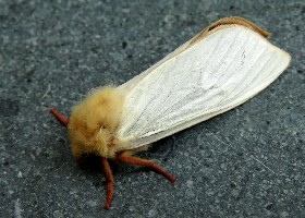 Ghost Moth male