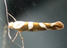 Argyresthia goedartella