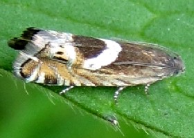 Grapholita jungiella moth - Vetch Piercer