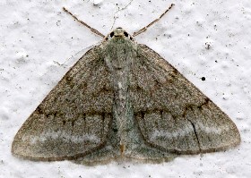 Grass Emerald moth