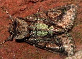 Green-brindled Crescent moth