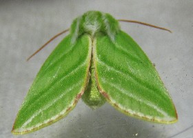 Green Silver-lines moth