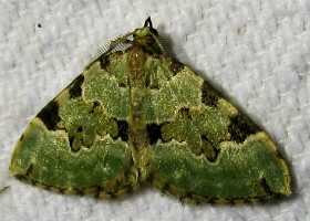 Green Carpet moth