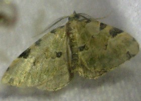 Green Carpet moth - faded