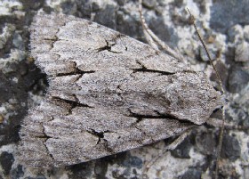 Grey Dagger Moth