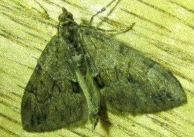 Grey Pine Carpet moth