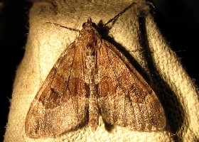 Grey Pine Carpet moth 2
