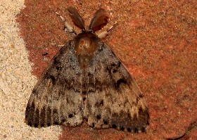 Oak Eggar Moth