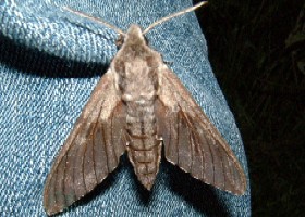 Pine Hawk-moth