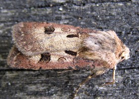 Heart and Dart moth