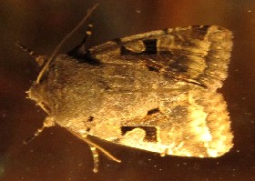 Hebrew Character moth