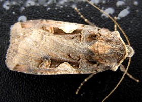 Setaceous Hebrew Character moth
