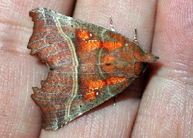 The Herald moth
