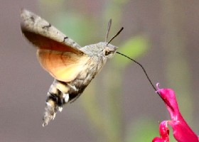 Hummingbird Hawk-moth