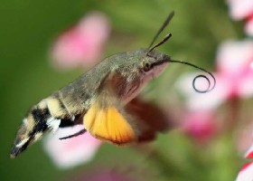 Hummingbird Hawk-moth
