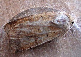 Ingrailed Clay moth