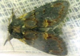 Iron Prominent Moth