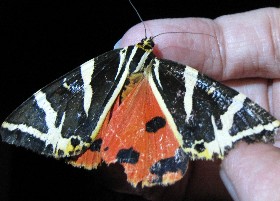 Jersey Tiger moth