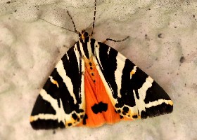 Jersey Tiger moth
