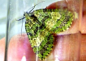 July High Flier moth