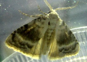 Kent Black Arches moth