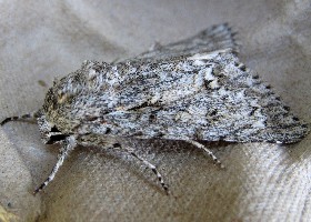 Knot Grass moth
