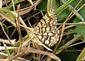 Latticed Heath Moth