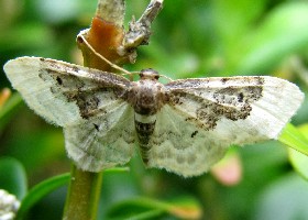 Least Carpet moth