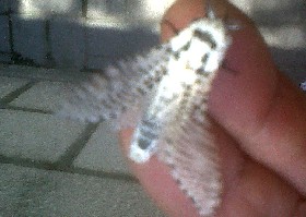 Leopard moth