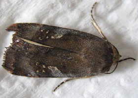 Lesser Broad-bordered Yellow Underwing